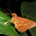 Talides alternata - Photo (c) Lepidoptera Colombiana 🇨🇴, alguns direitos reservados (CC BY-NC), uploaded by Lepidoptera Colombiana 🇨🇴