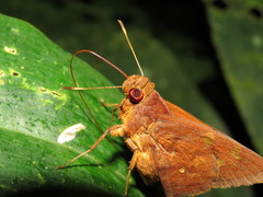 Talides alternata