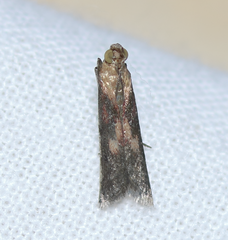 Honora montinatatella