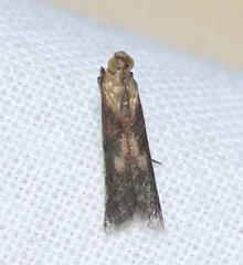 Honora montinatatella