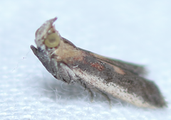 Honora montinatatella