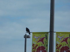 Corvus brachyrhynchos caurinus