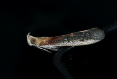 Honora montinatatella