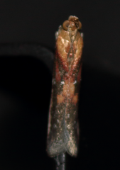 Honora montinatatella