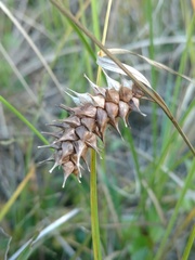 Carex bullata