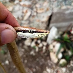 Oxybelis potosiensis