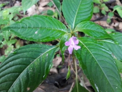 Impatiens exilis