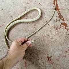 Oxybelis potosiensis