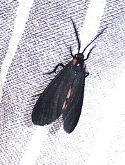 Lycomorpha splendens