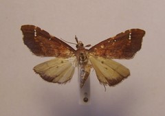 Deana hybreasalis