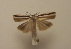 Orocrambus apicellus