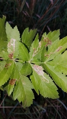 Phytomyza spondylii group