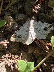 Macaria notata