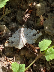 Macaria notata