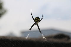 Argiope aetherea