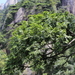 Chamaecyparis hodginsii - Photo (c) Zhangzhugang,  זכויות יוצרים חלקיות (CC BY-SA)