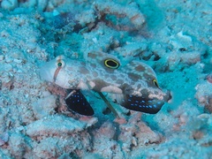 Signigobius biocellatus
