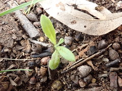 Xerochrysum viscosum