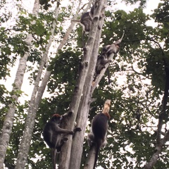 Piliocolobus tephrosceles