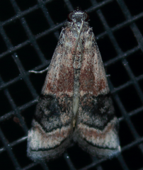 Euzophera vinnulella