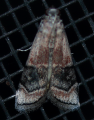 Euzophera vinnulella