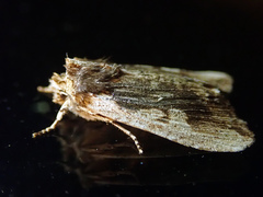Lithophane hemina
