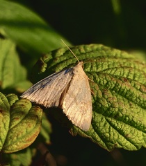 Protodeltote albidula