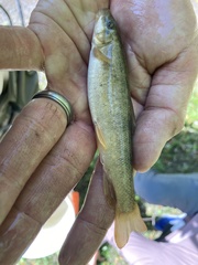 Pantosteus platyrhynchus