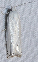Hystrichophora vestaliana