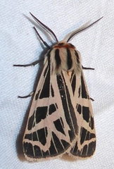 Apantesis phyllira
