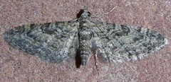 Eupithecia lafontaineata