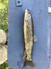 Pantosteus platyrhynchus