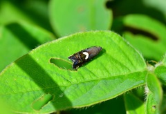 Grapholita fana