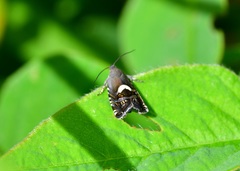 Grapholita fana