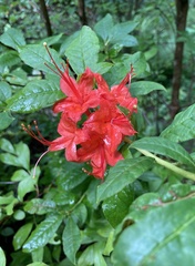 Rhododendron prunifolium