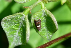 Grapholita fana