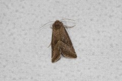 Plagiomimicus spumosum