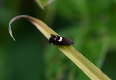 Grapholita fana
