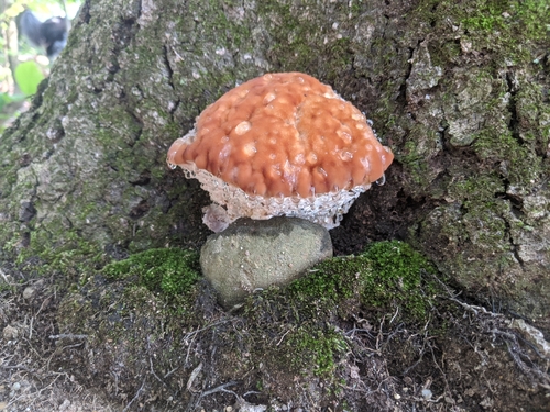 green cheese polypore