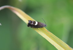 Grapholita fana