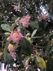 Lagunaria