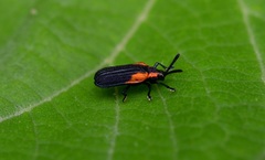Pentispa chevrolati