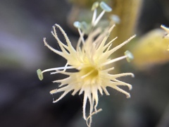 Silene parishii