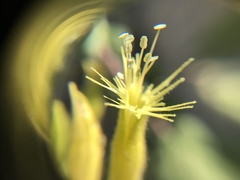 Silene parishii