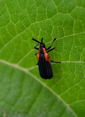 Pentispa chevrolati