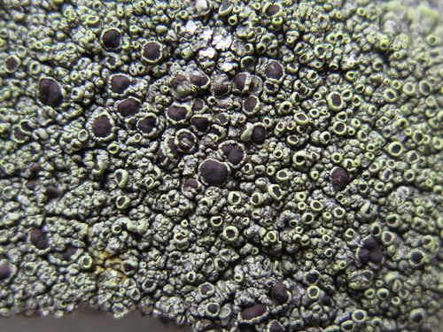 Varying Rim Lichen