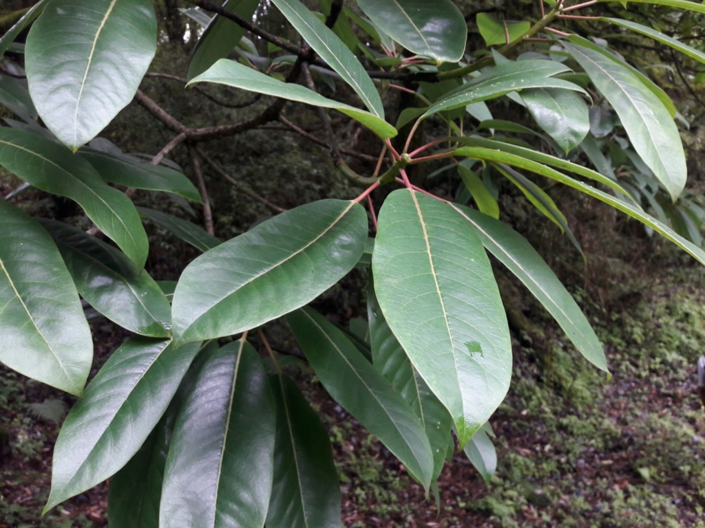 Daphniphyllum chartaceum (Daphniphyllum chartaceum)