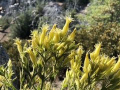 Silene parishii