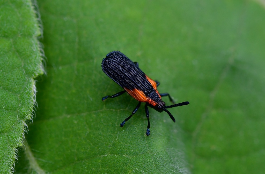 Pentispa chevrolati
