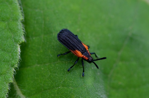 Pentispa chevrolati